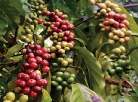 Proses panen buah kopi merah Batui